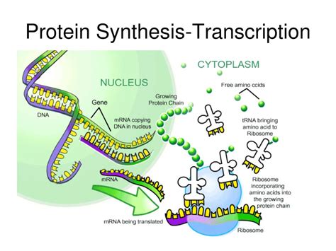 PPT - Protein Synthesis-Transcription PowerPoint Presentation, free download - ID:4416235