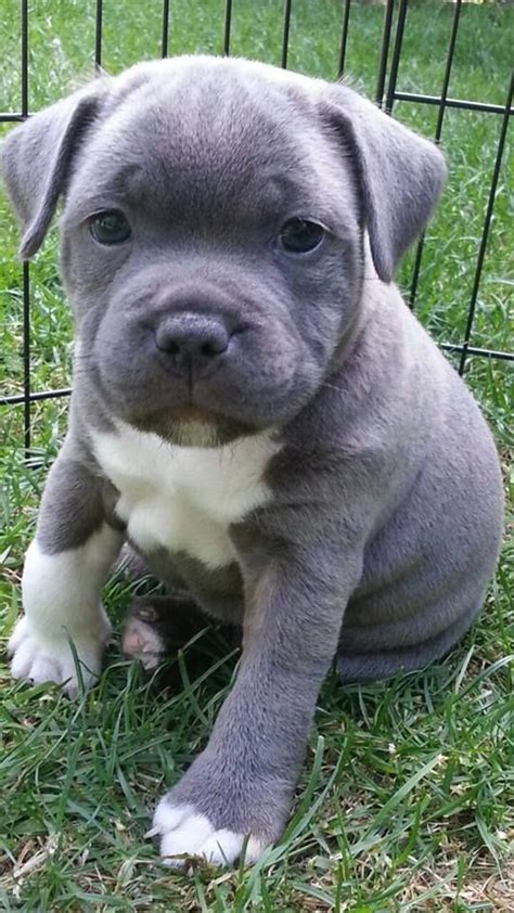 33 best STAFFIES images on Pinterest | Staffordshire bull terriers, Doggies and Blue staffy pups