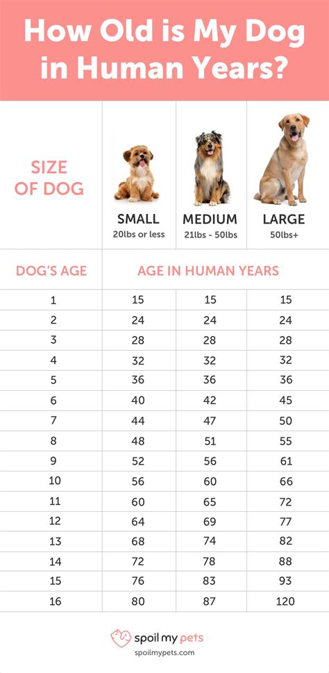 See How Old Your Dog is in Human Years : Infographics