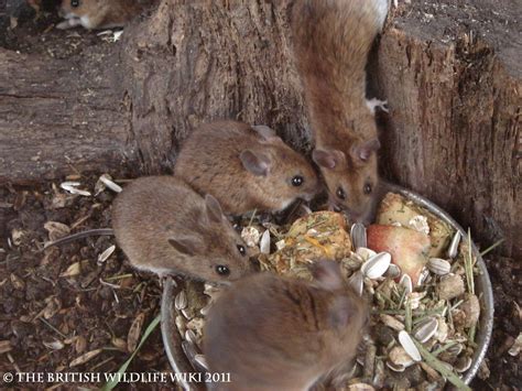 Wood Mouse | British Wildlife Wiki | FANDOM powered by Wikia