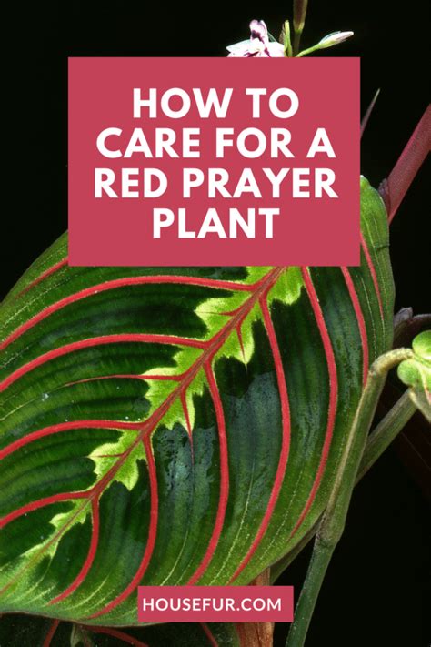 How to Care for a Red Prayer Plant