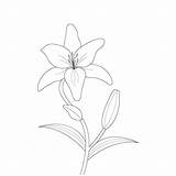 Premium Vector  Lily flower coloring Page With line Art For Kids sketch template
