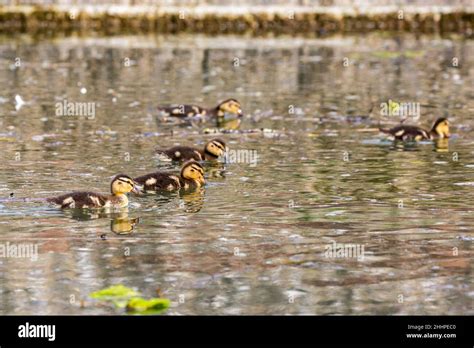 A group of ducklings swimming Stock Photo - Alamy