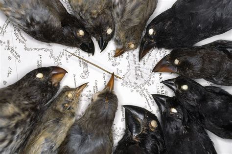 A Tiny Parasite Could Save Darwin’s Finches from Extinction | The New ...