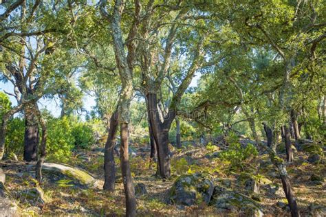 Field of Cork Oak Trees with Stripped Trunk for Cork Harvesting Stock Photo - Image of landscape ...