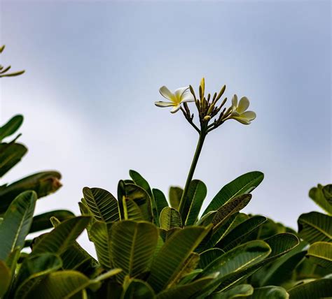 PLUMERIA ALBA CHAMPA - Nature Nursery - Central India's Biggest Nursery ...