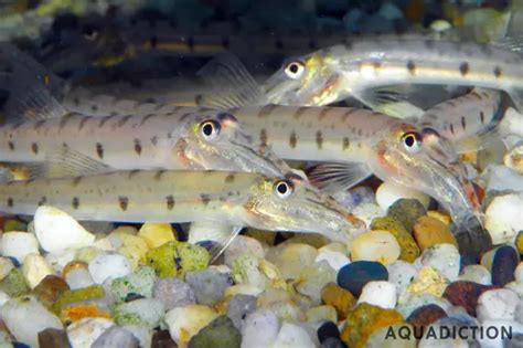 Horseface Loach - Acantopsis dialuzona Fish Profile & Care Guide