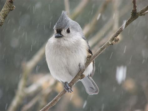 South Burlington birds: Snow Birds | South Burlington, Vermont Photos ...