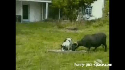 Funny Farm Animals Gif | See More...