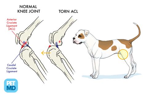 Cruciate disease In dogs & cats - causes, symptoms, treatment & cost