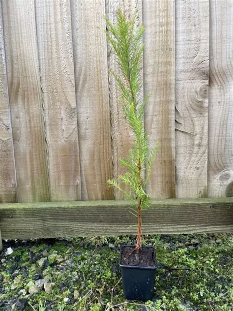 Coast Redwood Tree 40/60cm - Redwood Trees