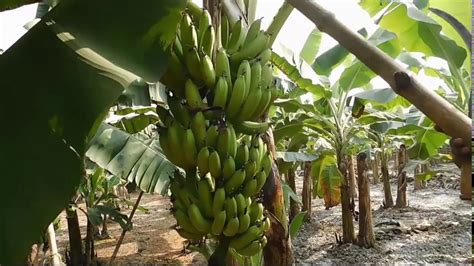 Banana Farming Techniques and Process - YouTube