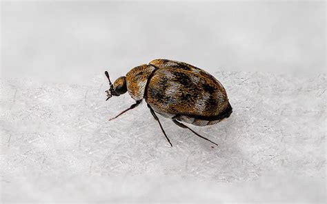 Carpet Beetles vs Bed Bugs: How to Tell The Difference Between the Two | the bugman