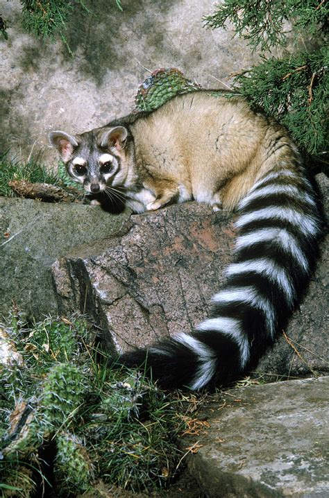 Ringtail Cat Photograph by Phil A. Dotson