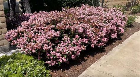 How to Grow Indian Hawthorn Flowering Shrub (Rhaphiolepis indica) | LaptrinhX / News