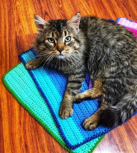 Animal Shelter Kitty Blanket pattern by Lindsay Allercott | Crochet cat bed, Knitted cat ...