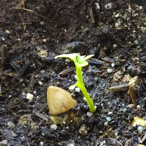 ThaiDragon - Growing Ginkgo Biloba from Seeds