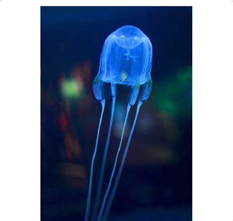 Photograph of a jellyfish (Phylum: Cnidaria; Class: Cubozoa). Note how... | Download Scientific ...