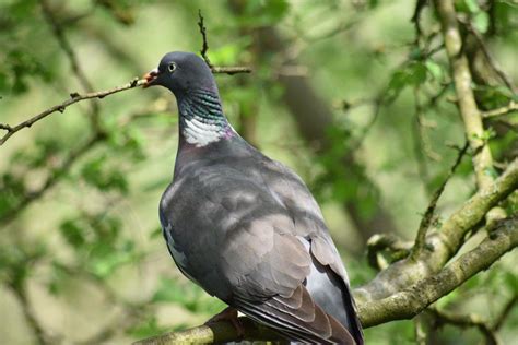 Nesting pigeon by NatashaS07 on DeviantArt