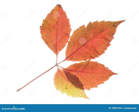 Red Leaf and White Background Stock Photo - Image of beautiful, isolate: 78855596