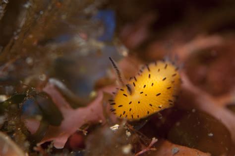 The Adorable Science Behind the “sea Bunny”