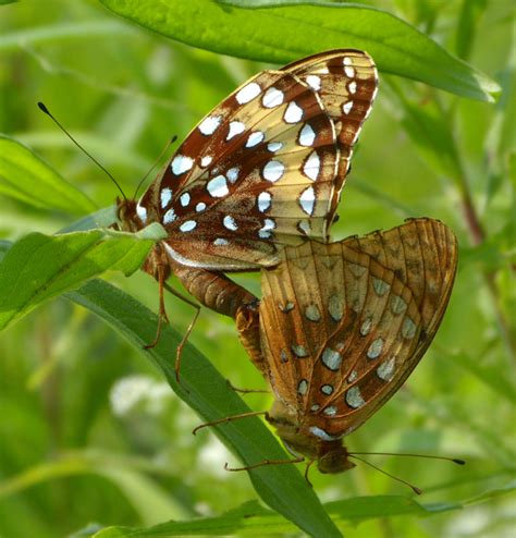 Speyeria cybele – Great Spangled Fritillary | Prairie Haven