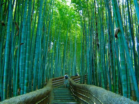 Gadis MaY_RaH: Sagano Bamboo Forest, Japan