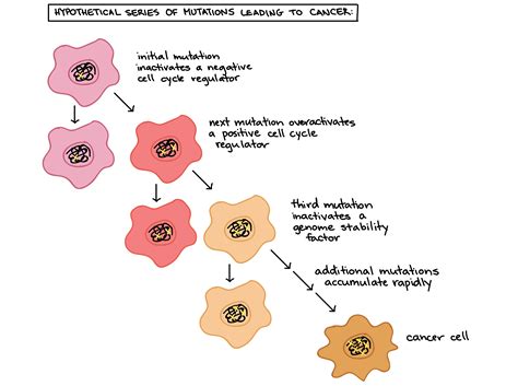 How does stomach cancer relate to the cell cycle? | Socratic