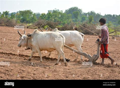 TIKAMGARH, MADHYA PRADESH, INDIA - SEPTEMBER 21, 2020: Unidentified Indian farmer working with ...