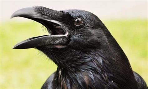 Common Raven: View into the life of Northern Ravens in Port Angeles