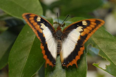 African Butterflies | Tallahassee.com Community Blogs