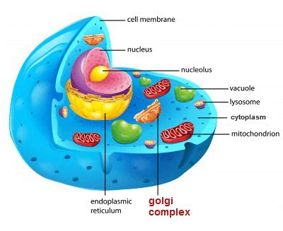 Golgi Apparatus | Function, Golgi Apparatus Structure | Biology@TutorVista.com