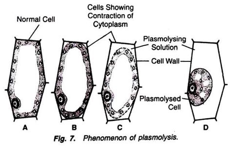 With the help of well-labelled diagrams, describe the process of ...