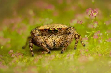 Salticidae - Rhene flavigera (female) | Pet spider, Spider, Jumping spider