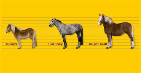 Breeds Of Horses - MeaningKosh