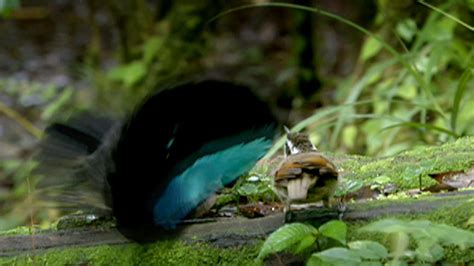 Superb Bird of Paradise | Nature | PBS