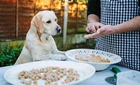 Homemade Senior Dog Food Recipe - PetieTec