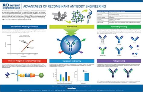 Advantages of Recombinant Antibody Engineering