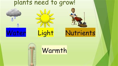 Basic needs of plants - YouTube