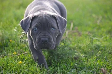 Cane Corso Puppies: Features Of Selection, Feeding And Care Pets Feed