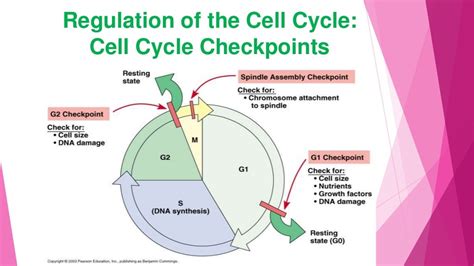 Cell cycle regulation ppt