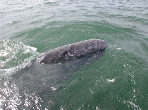 Gray Whales: Population Dynamics