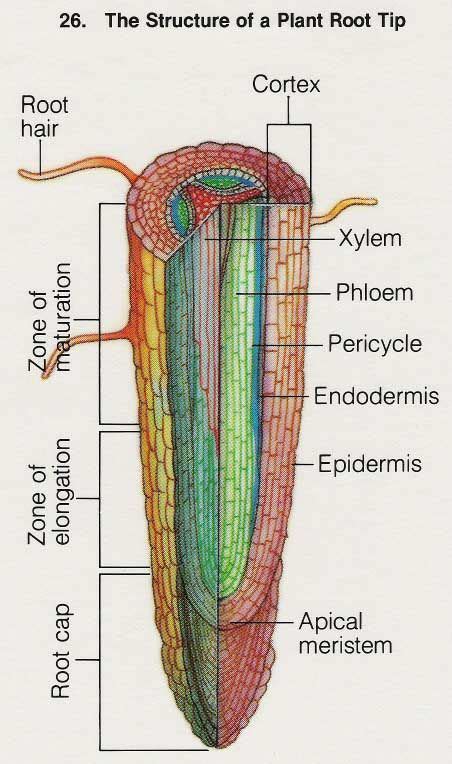 bioweb images | Science biology, Botanical science, Biology plants