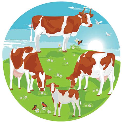 Cow Eating Grass Illustrations, Royalty-Free Vector Graphics & Clip Art - iStock