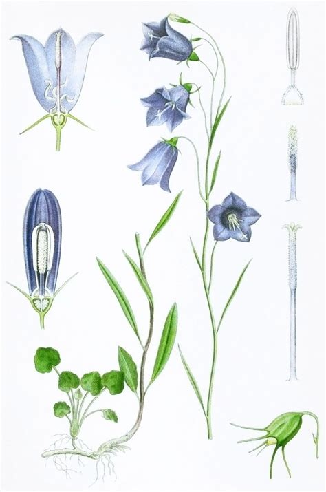 Liden Klokke, or Harebell #painting #vintage #illustration #drawing #nature #natural #flowers ...