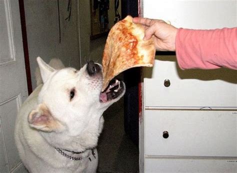 Dogs Eating Pizza - Barnorama