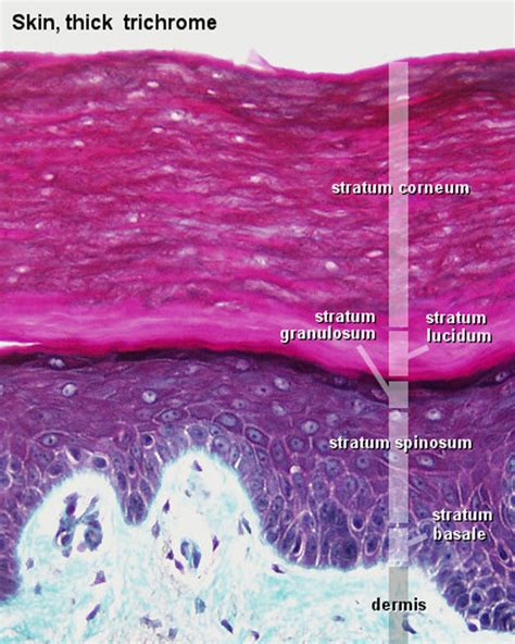 Histology Of Epidermis