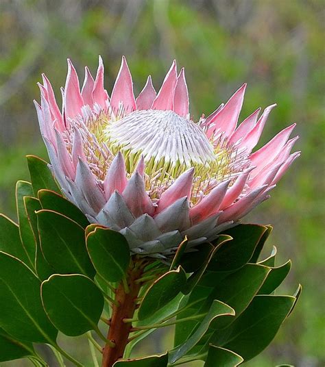 227 best Protea Flowers images on Pinterest