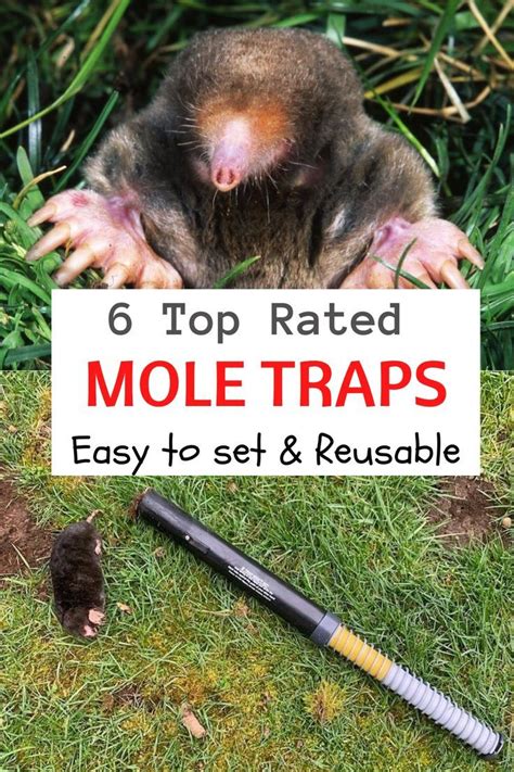 Best Mole Traps - Easy to set and Reusable | Lawn care tips, Mole, Lawn ...