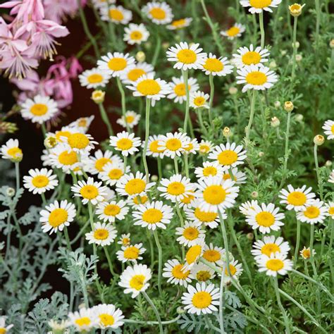 German Chamomile | Herb Seeds and Plants from Gurney's